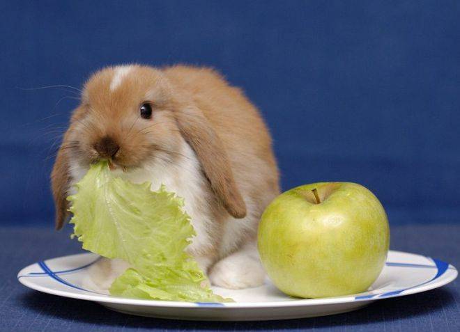 Можно ли давать кроликам яблоки, польза и вред, советы