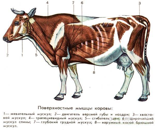 Скелет коровы с обозначениями, описание и фото анатомии коровы