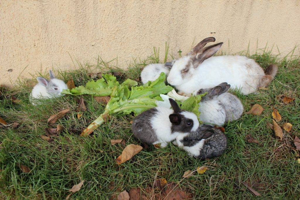 Как и можно ли кроликам давать ботву от редьки? составляем рацион питания «ушастикам» правильно!