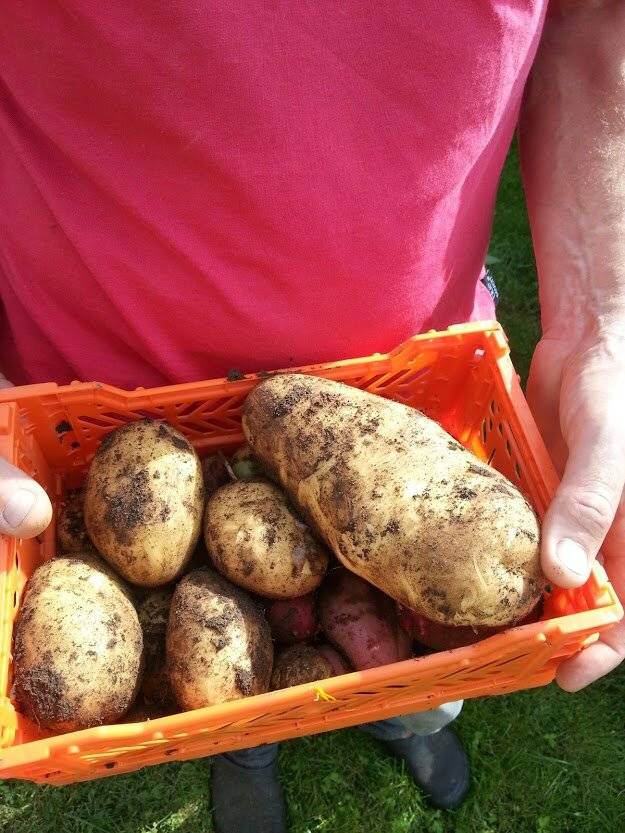Яма на даче или как сохранить картофель в земле до весны зимой