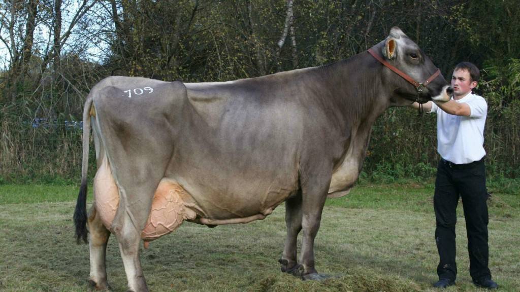 Швицкая корова