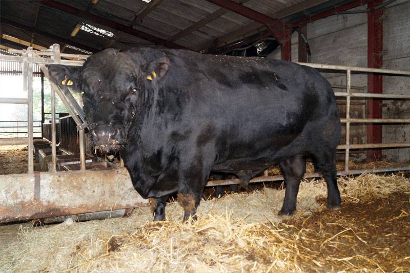 Коровы и быки абердин ангусской породы