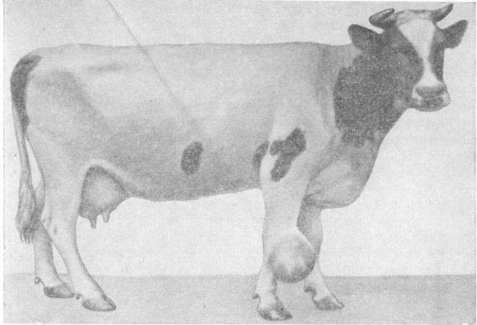 Бруцеллез крупного рогатого скота: симптомы, лечение и профилактика