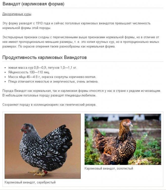 Пушкинские куры: обзор полосато-пестрых птиц