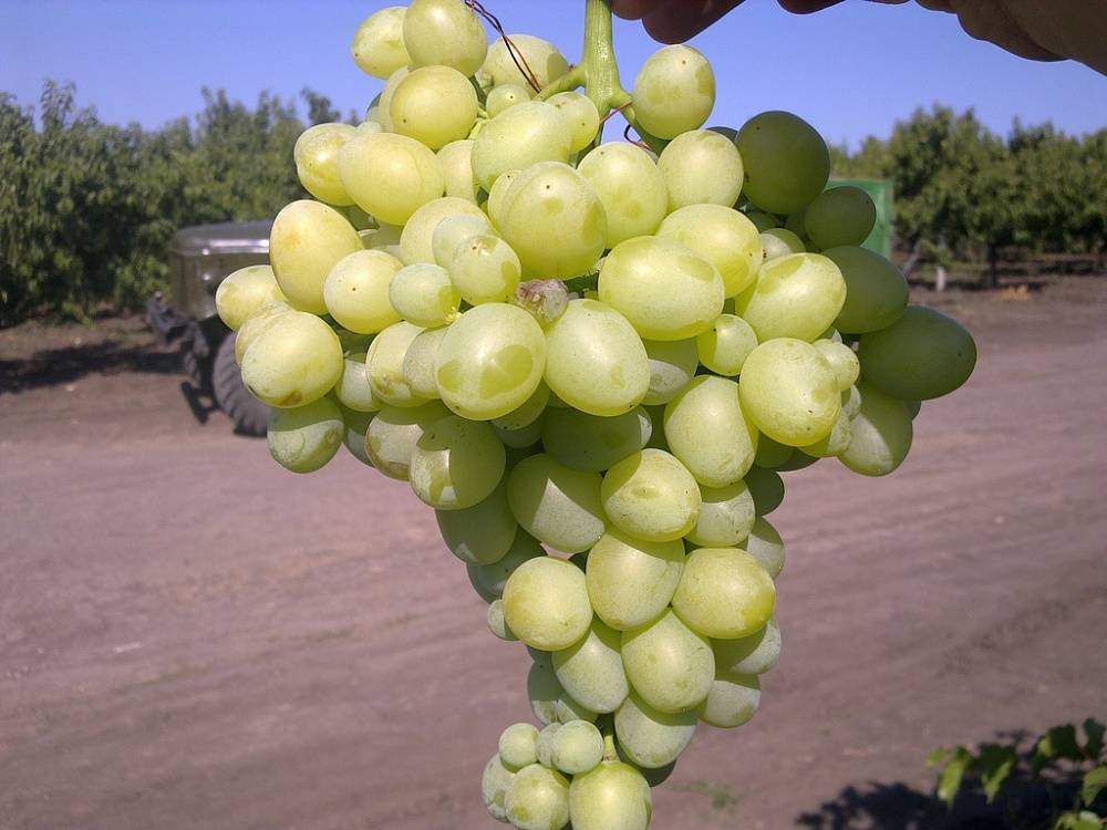 Виноград аркадия: характеристики сорта и особенности выращивания