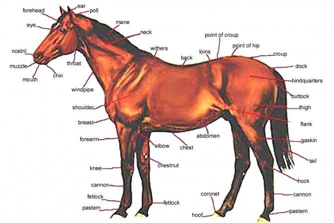 Анатомия лошади, ее строение, особенности