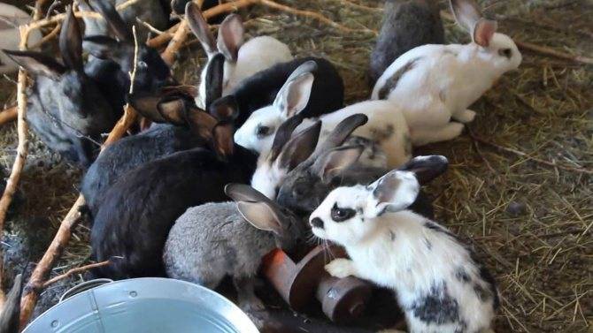 Что нужно знать о кормлении кроликов — agroxxi