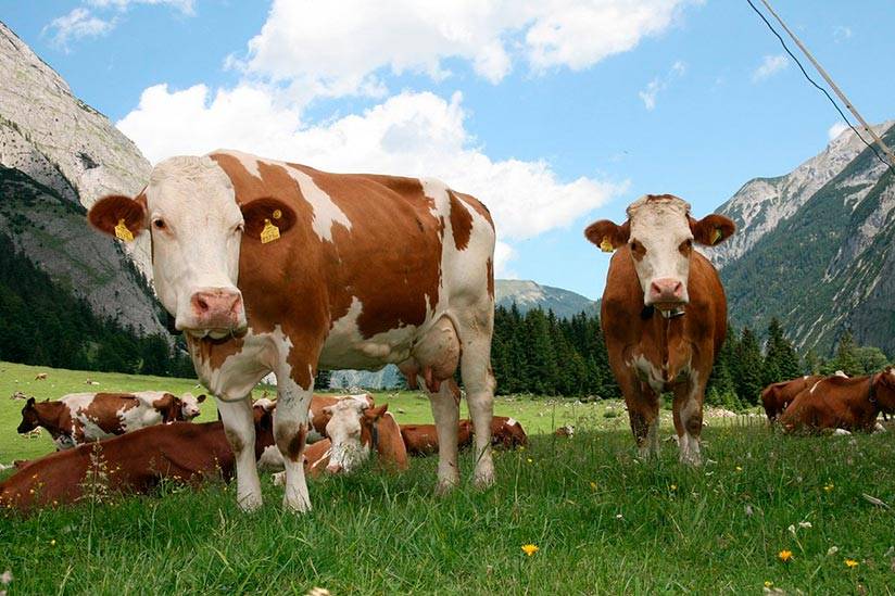 Симменталы: описание и характеристика породы коров, отзывы про симментальскую