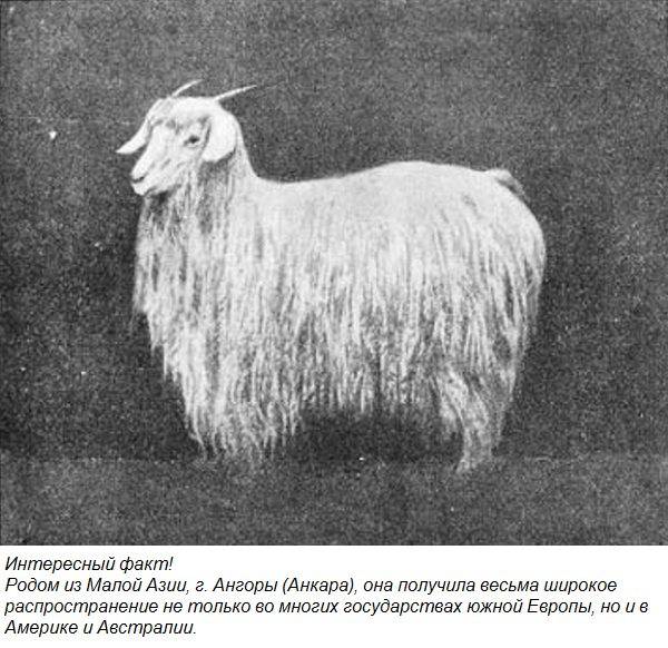 Ангорская коза: описание породы, фото, достоинства и недостатки разведения, отзывы