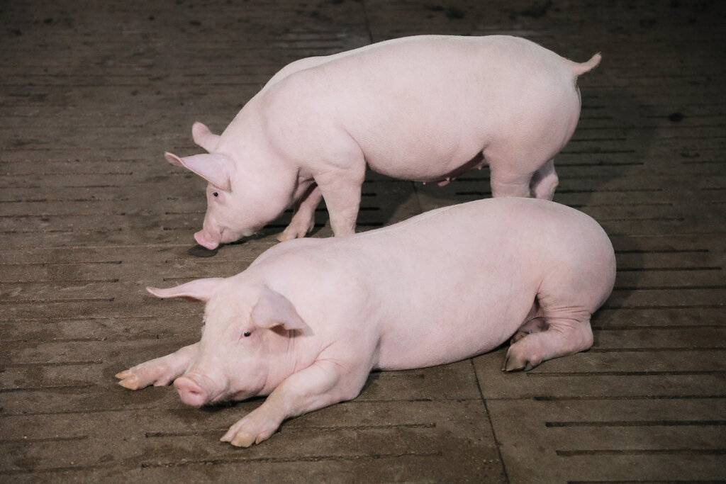 Характеристика породы свиней ландрас: описание, выбор поросят, кормление и уход