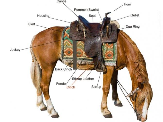 ✅ амуниция для лошадей: в снаряжение для коня входят ошейник, хомут, стремена, ногавки - tehnomir32.ru