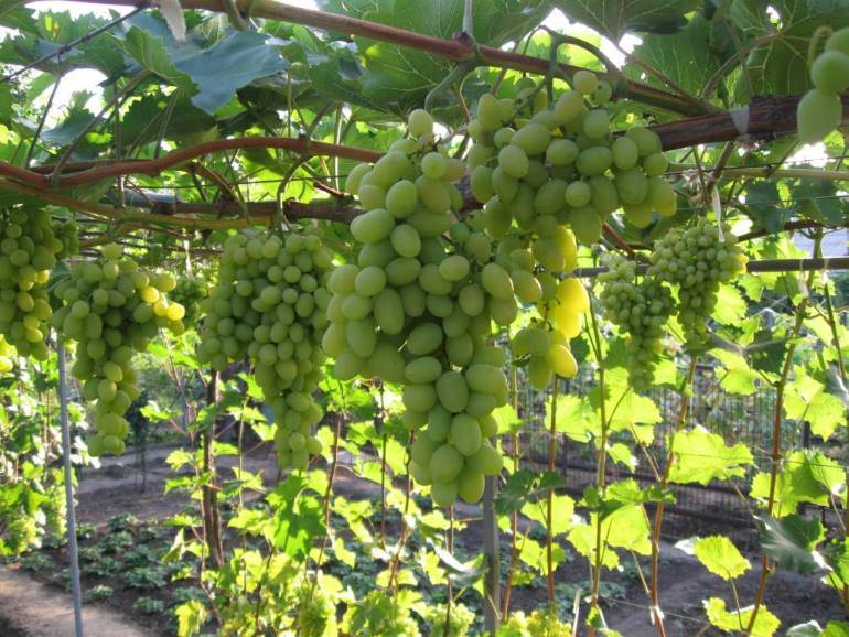Сорт винограда Августин: описание и советы по выращиванию