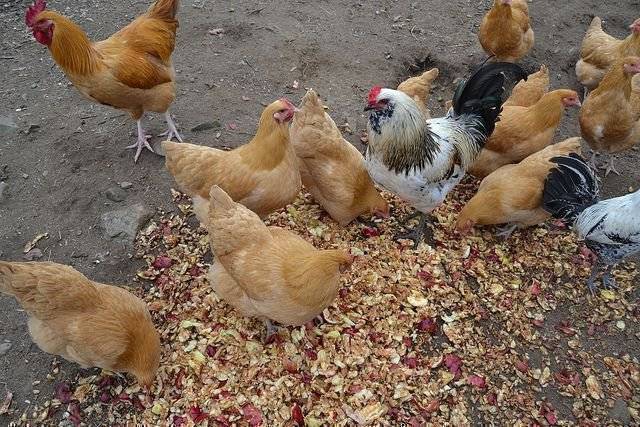 Цыплята клюют друг друга до крови – причины и методы решения
