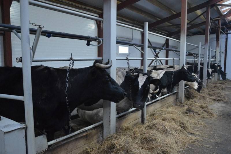 Ферма коров: особенности и правила организации коровника