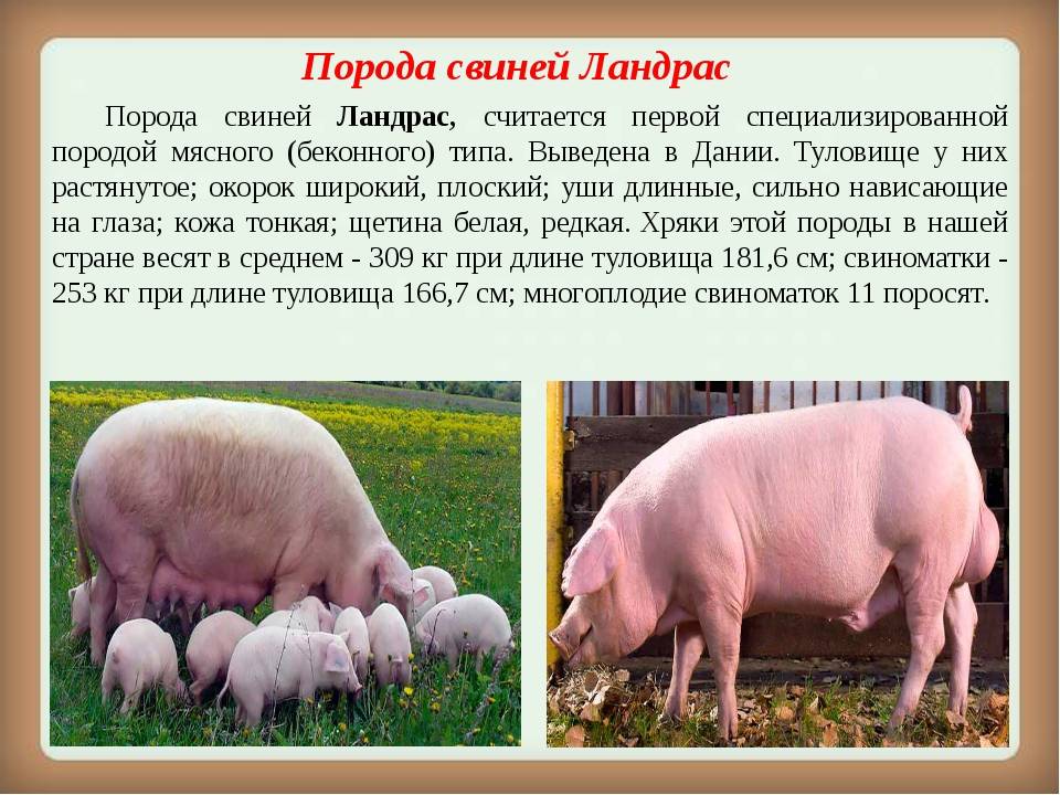 Основные требования к содержанию, кормлению и разведению свиней породы Ландрас