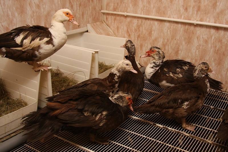 Мускусные утки: разведение в домашних условиях, фото и видео