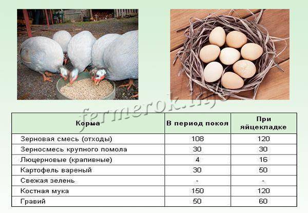 Сколько дней индоутка сидит на яйцах и как подкладывать в гнезда яйца других птиц  