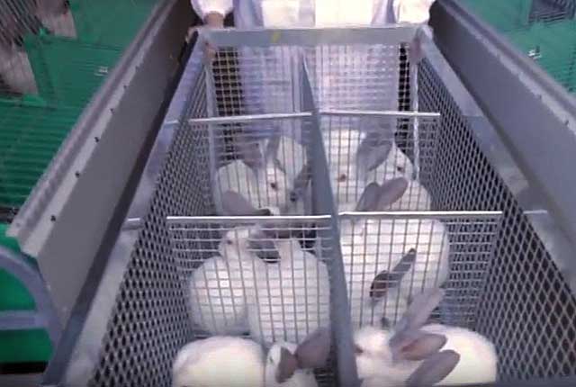 Дезинфекция клеток для кроликов: как и чем обработать, обзор средств