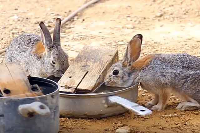 Можно ли кроликам давать горох - правила кормления