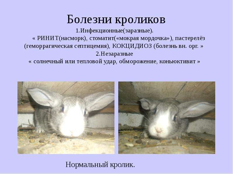 Как не заразиться от кролика? | кролики. разведение и содержание в домашних условиях
