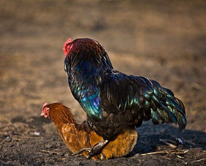 Любовные ритуалы у кур: как петух оплодотворяет курицу