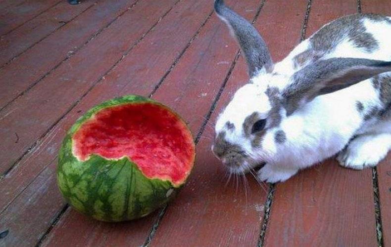 Можно ли кроликам давать дыню или ее корки?