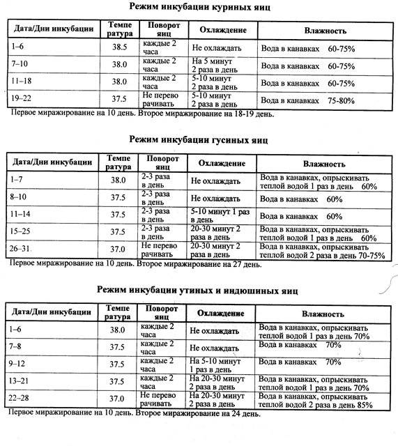 Процесс инкубации куриных яиц (таблица режимов)