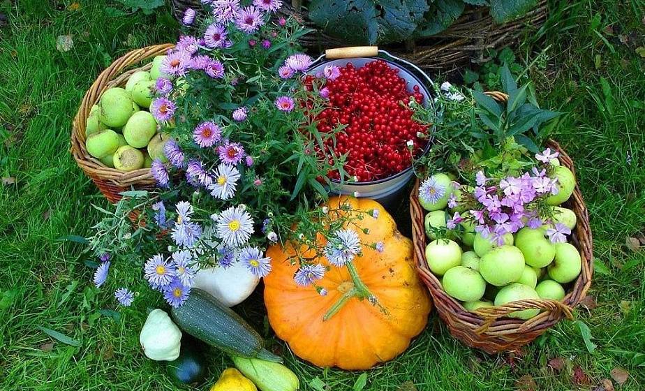 Работы в саду и огороде в августе – полезные советы «зеленой грядки» по основным вопросам — agroxxi
