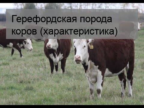 Герефордская порода коров, внешние характеристики и продуктивность