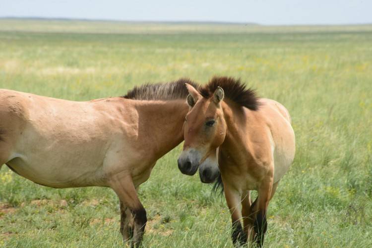 Лошадь пржевальского