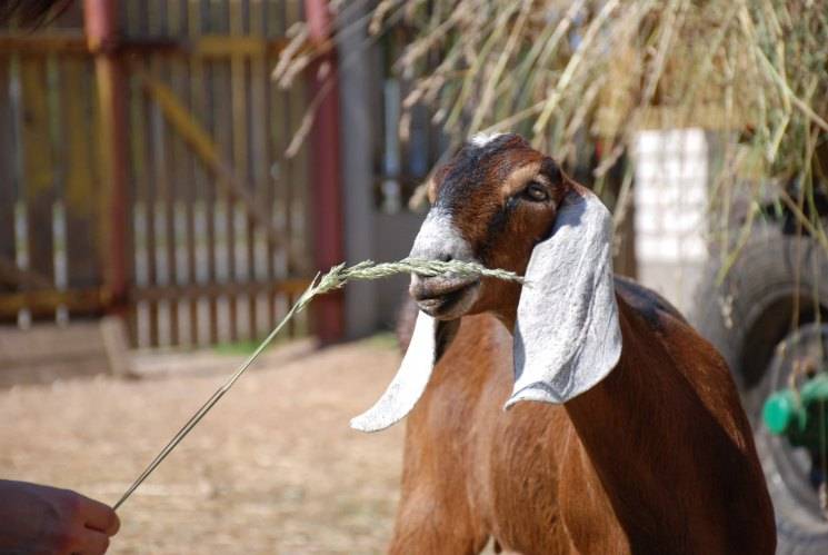 Англо-нубийские козы ? : важные особенности содержания и ухода, а также разведения
