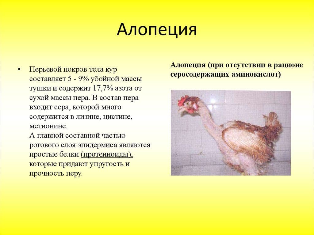 Потеря активности курицы: не ест, не пьет, сидит нахохлившись