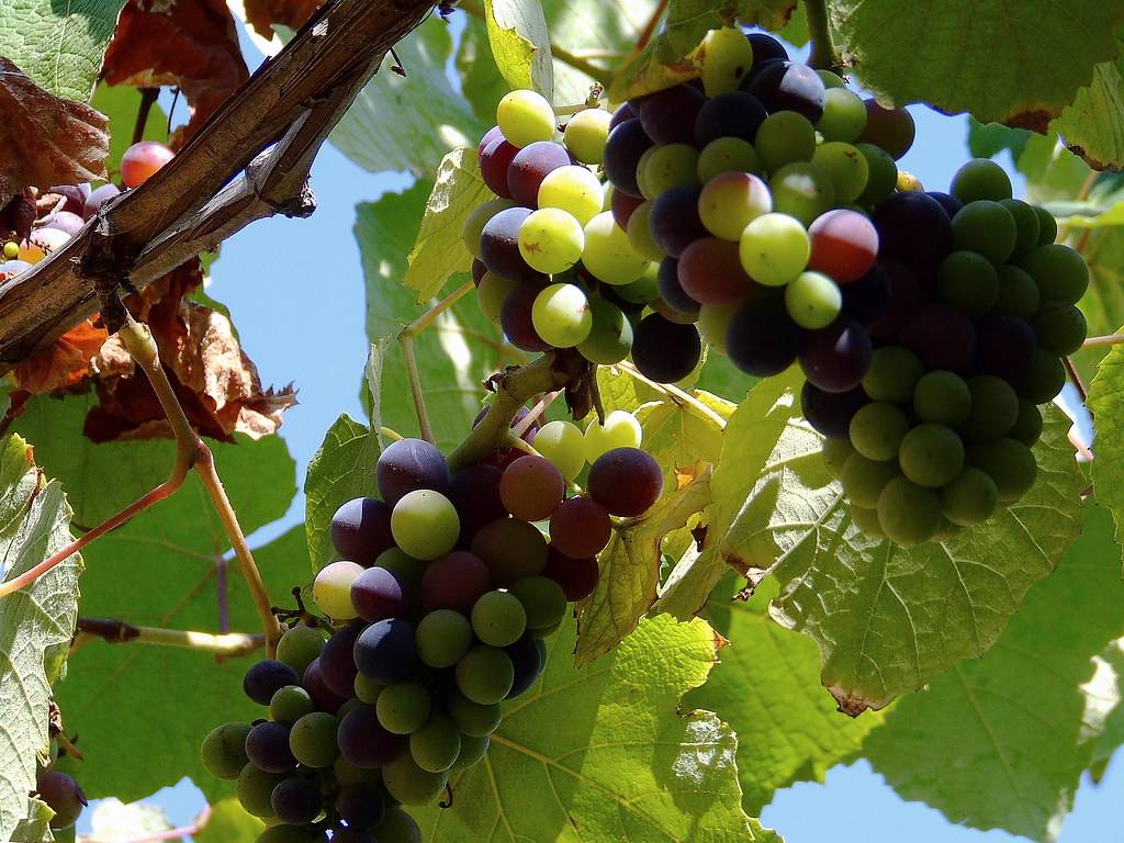 Выбираем лучший виноград для своего сада
