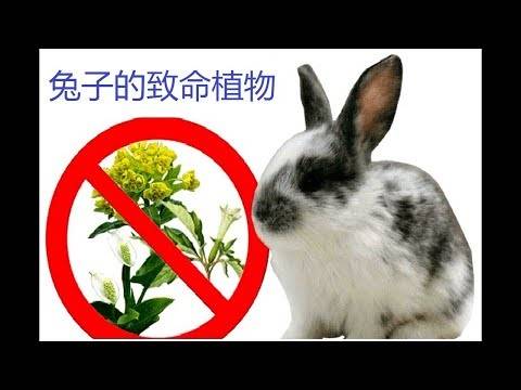 Какими травами можно и нельзя кормить кроликов