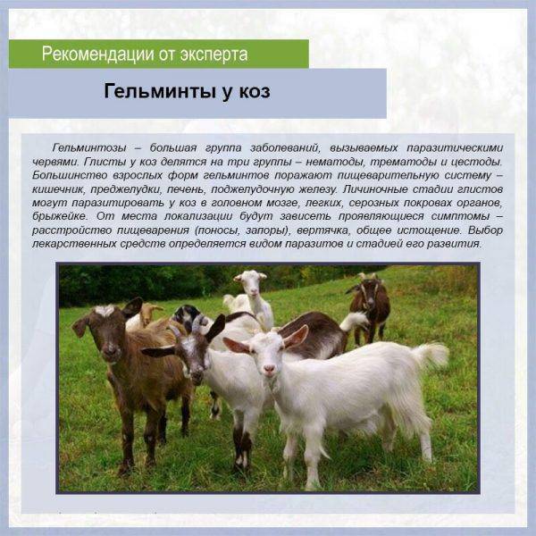 Основные симптомы поноса у козы и козлят, что делать и чем лечить?