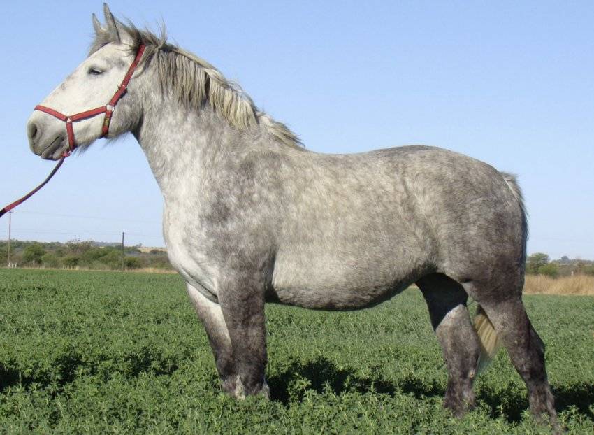 Лошадь породы першерон: фото и видео, описание, характер, разведение, характеристики, цена