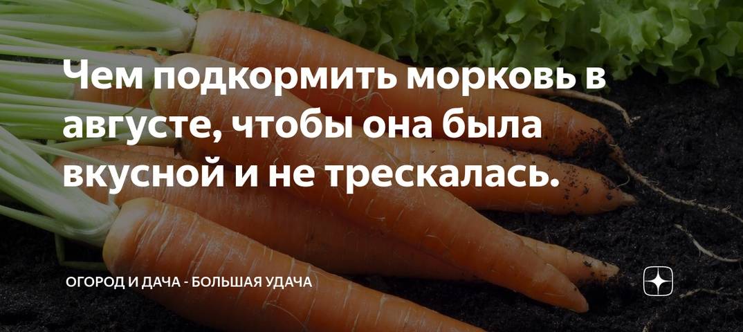 Чем подкормить свеклу и морковь народными средствами