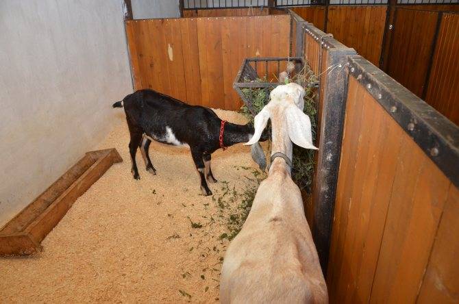 Домашняя коза - выгода содержания и правила разведения (85 фото + видео)