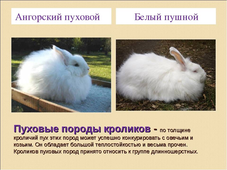 Можно ли и какие есть варианты для скрещивания разных пород кроликов, таблица