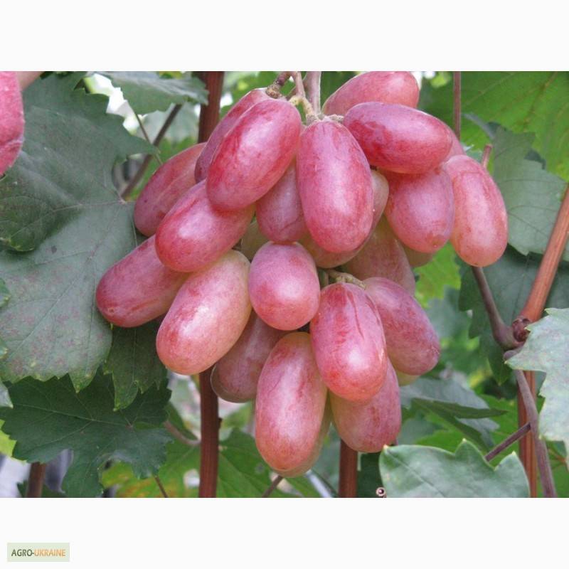 Сорт винограда Преображение: описание и советы по выращиванию
