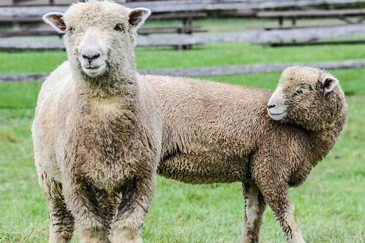 Особенности породы овец тексель, правила содержания и возможные заболевания