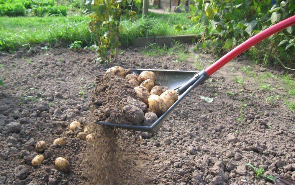 Не сажать больше двух лет подряд. что делать с почвой после уборки картофеля