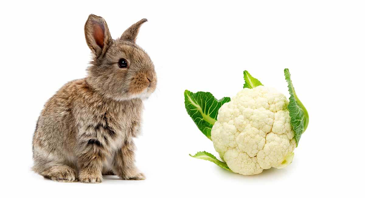 Какой капустой кормить домашних и декоративных кроликов. советы опытного кроликовода