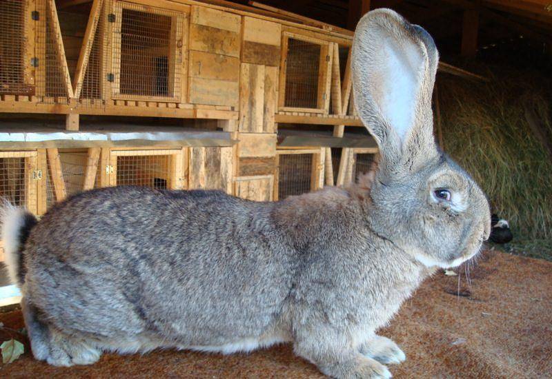 Кролики серый великан: описание породы. разнообразие пород кроликов-великанов :: syl.ru