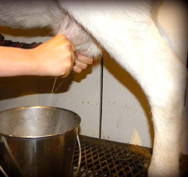 Как правильно доить козу | фазенда рф