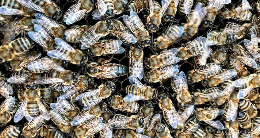 Серая горная кавказская пчела: описание, советы по уходу, плюсы и минусы