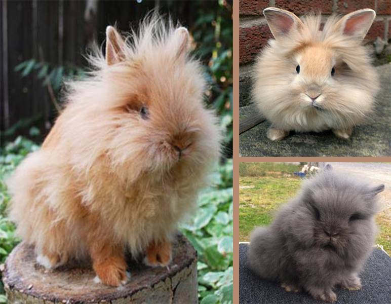 Львиноголовый кролик: описание и характеристики породы, фото, содержание и уход, отзывы