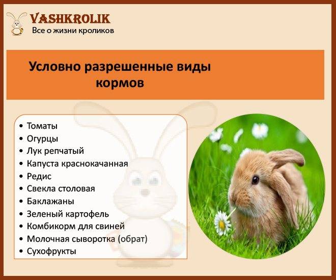 Чем кормить кроликов: кормление в домашних условиях, что едят, чем нельзя кормить, список кормов