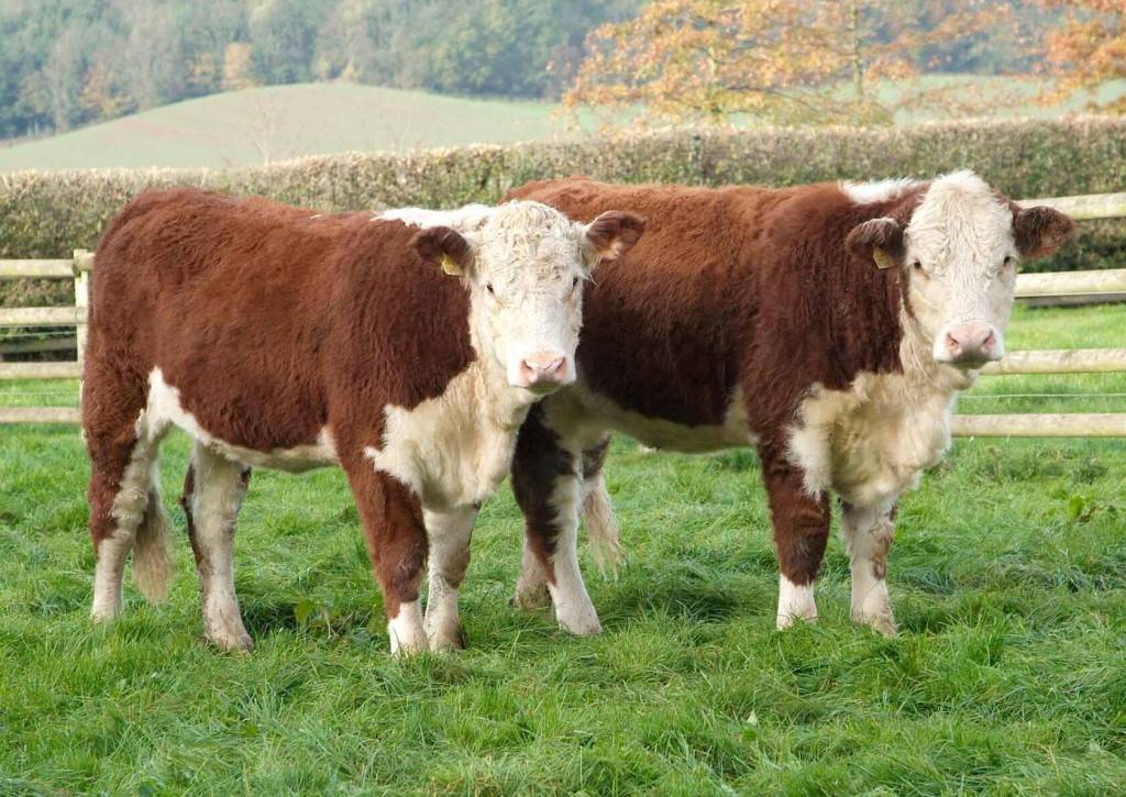 Герефордская порода коров – характеристика и описание герефорда