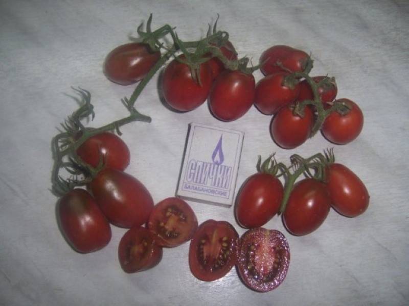 Особенности кистевого сорта томата черный мавр